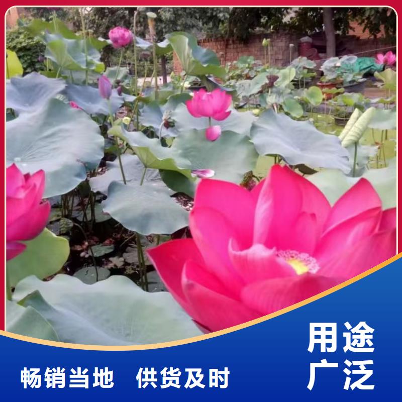 荷花苗-莲花种子质量无忧