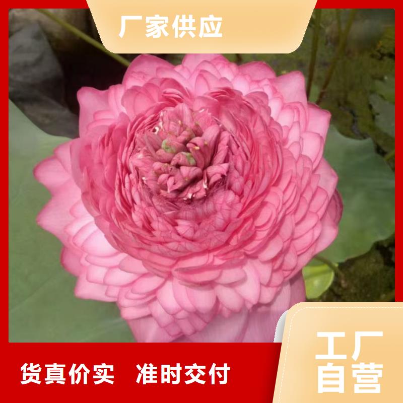 荷花苗莲花甄选好物