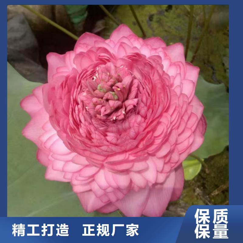 荷花苗耐寒莲花价格低