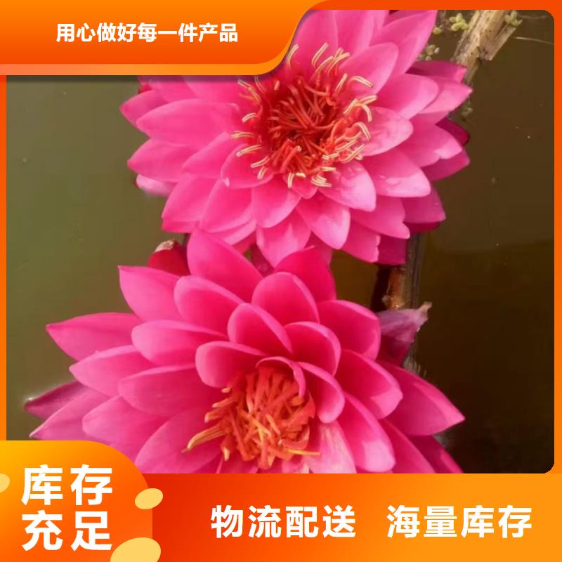 荷花苗莲花小苗物流配送