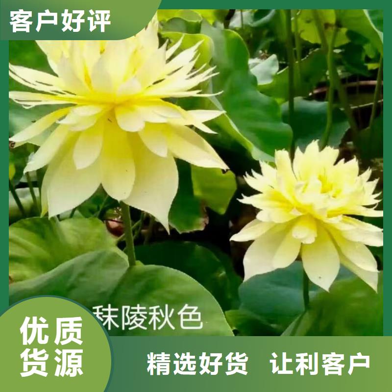 荷花苗莲花种根本地厂家值得信赖