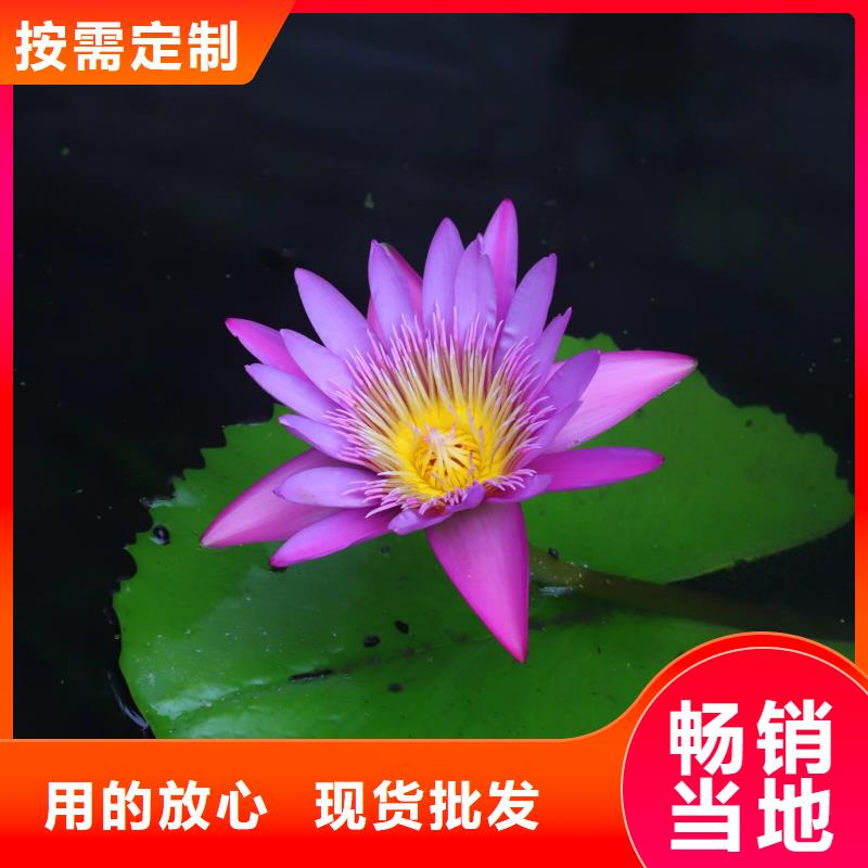 荷花苗挺水植物优选原材