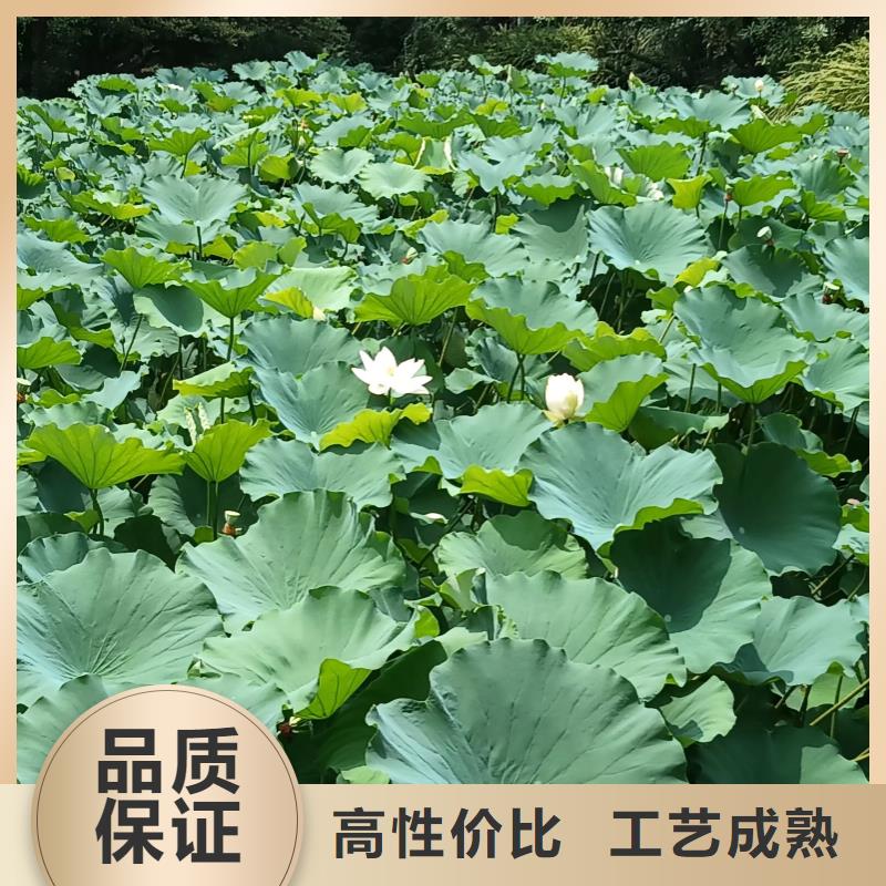 荷花苗,睡莲苗厂家十分靠谱