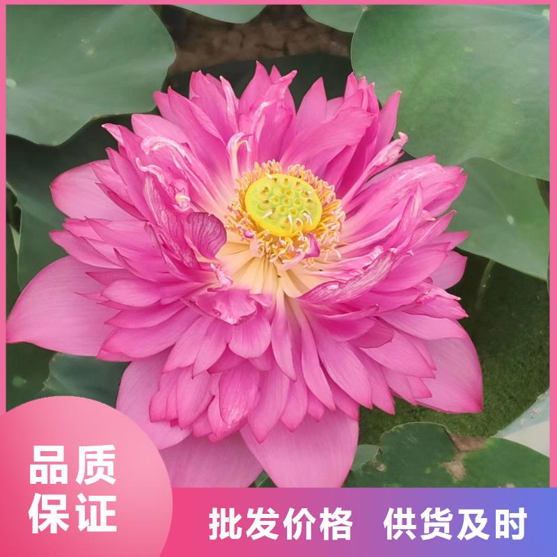 荷花苗观赏莲花真正的源头厂家