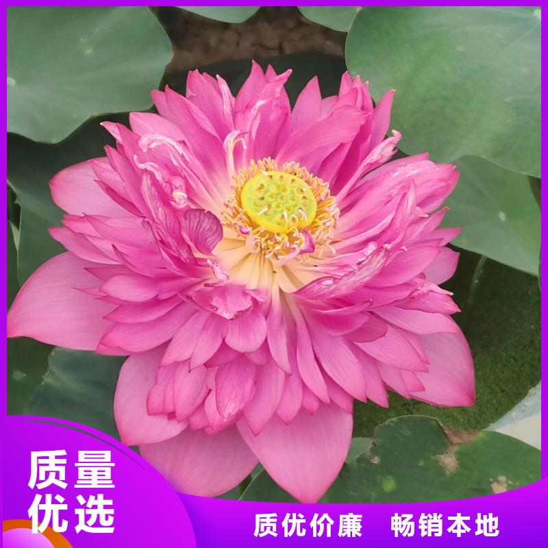 荷花苗莲花甄选好物