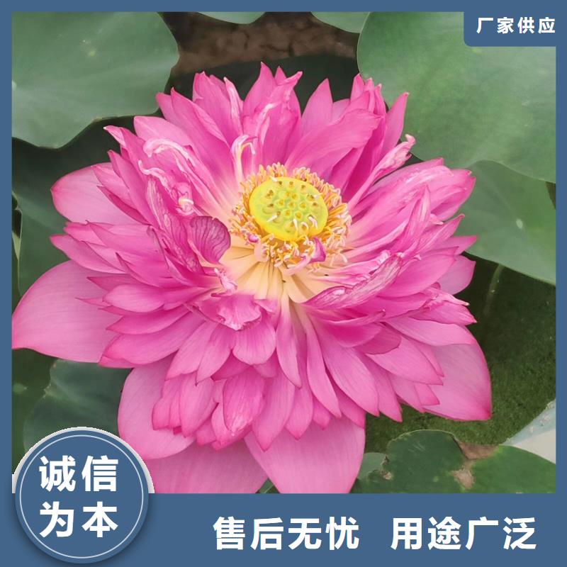 荷花苗荷花重信誉厂家