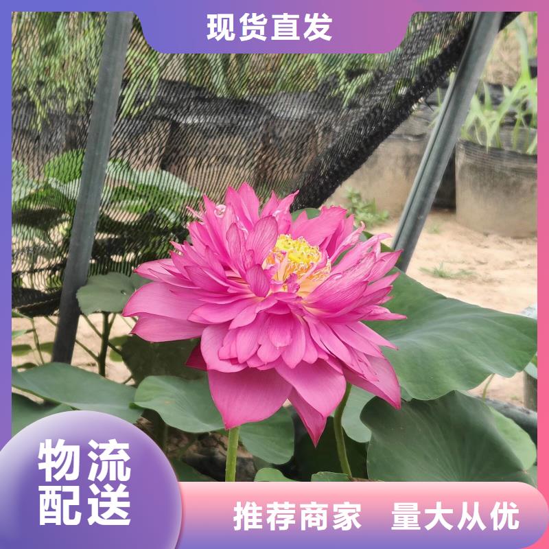 荷花苗耐寒莲花价格低