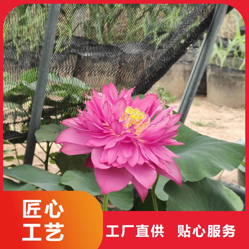 荷花苗荷花种根工期短发货快