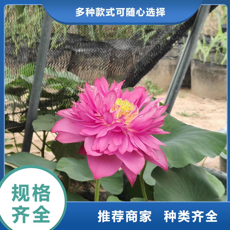 荷花苗,睡莲苗厂家十分靠谱