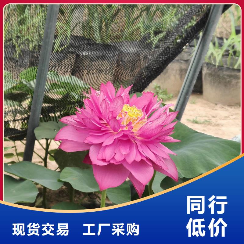 荷花苗荷花苗支持定制贴心售后