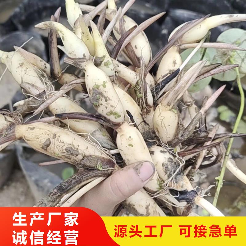 荷花苗莲花甄选好物