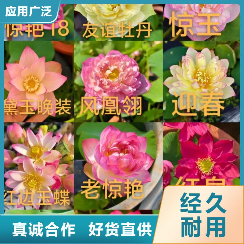 荷花苗荷花苗支持定制贴心售后