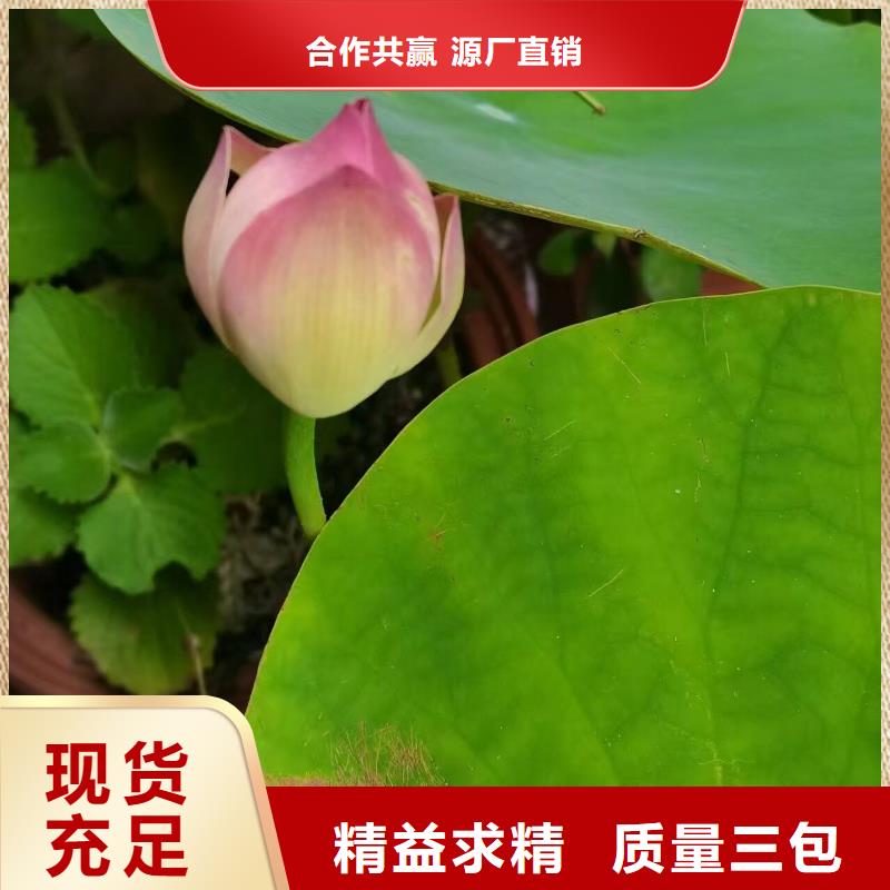 荷花苗挺水植物厂诚信经营