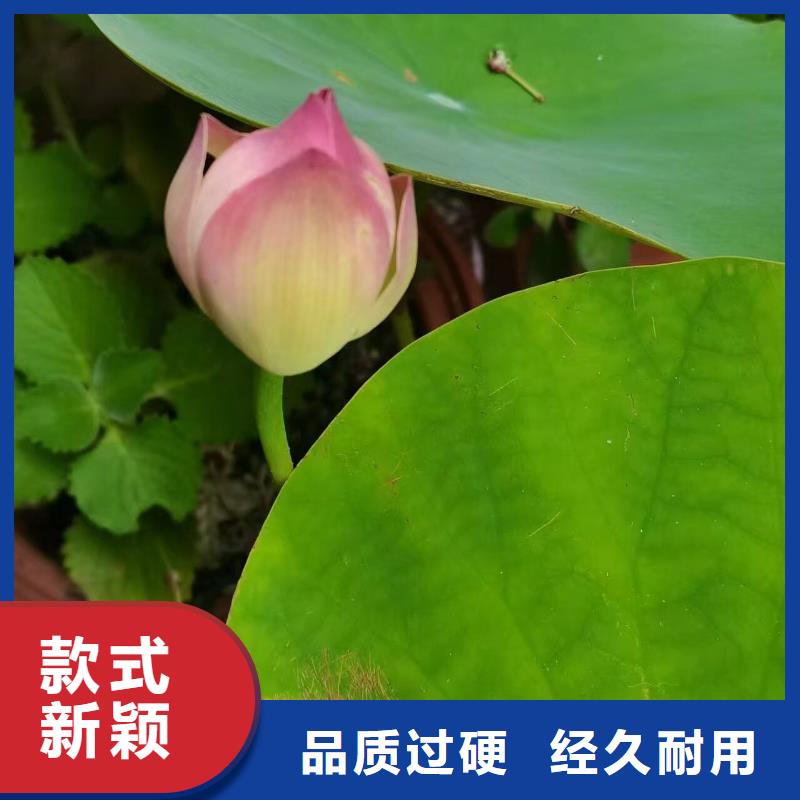 荷花苗莲花幼苗订制批发
