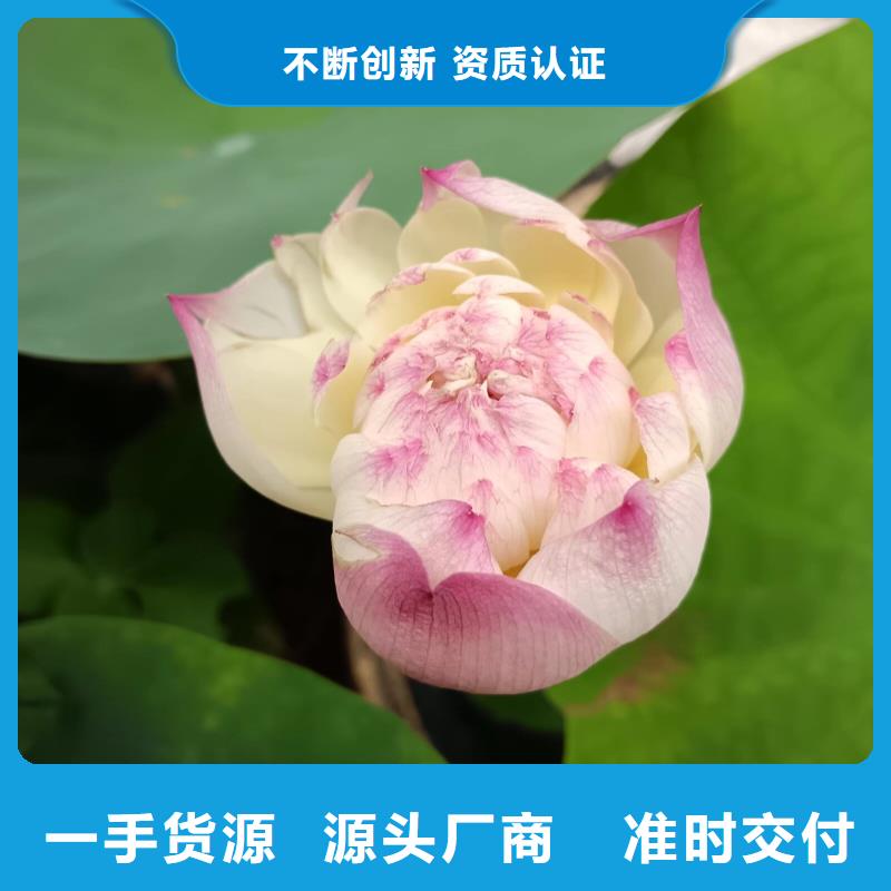 荷花苗_观赏莲花免费获取报价