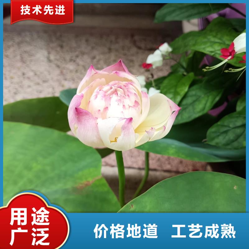 荷花苗-精品莲花一站式供应厂家