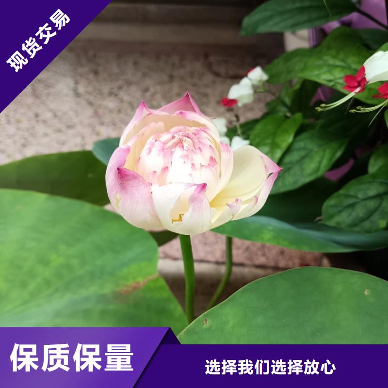 荷花苗荷花苗使用方法