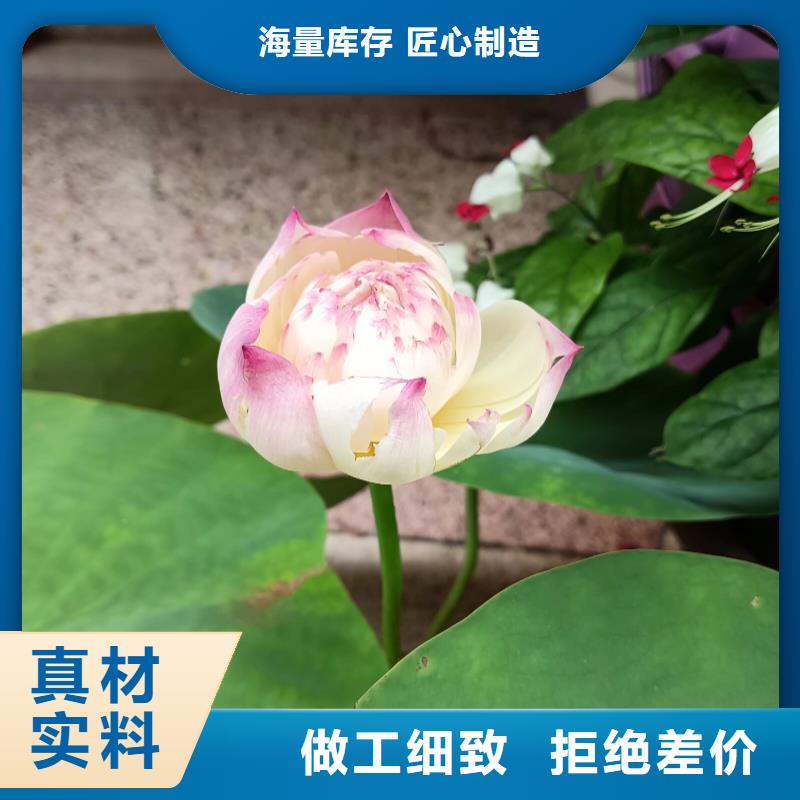 荷花苗,大型荷花多种规格库存充足