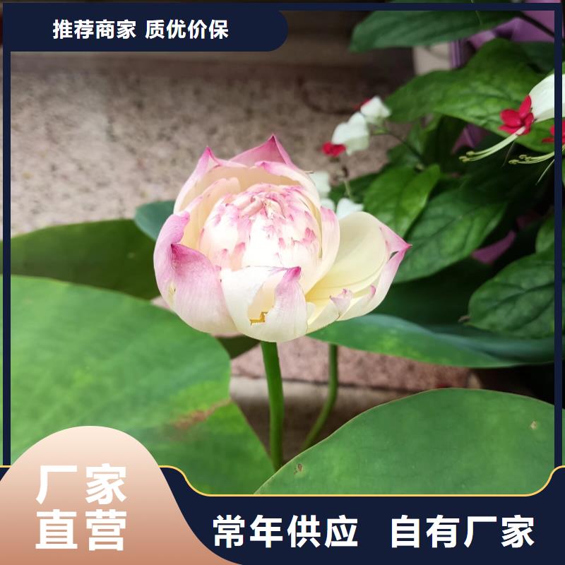 荷花苗挺水植物优选原材
