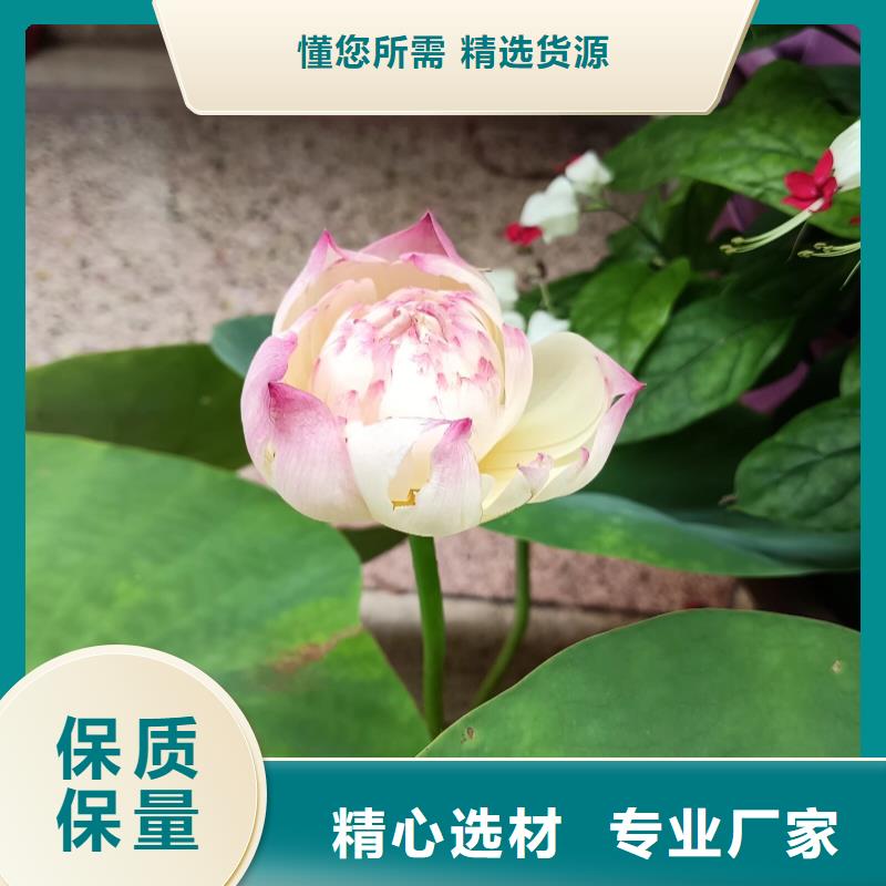 荷花苗_荷花苗保障