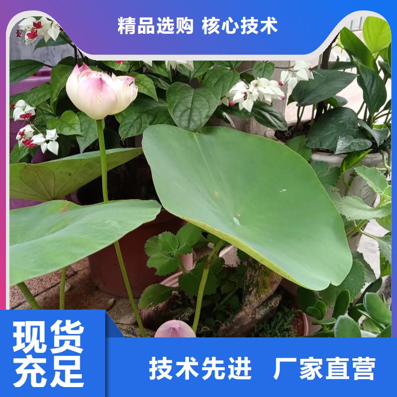 荷花苗荷花苗使用方法