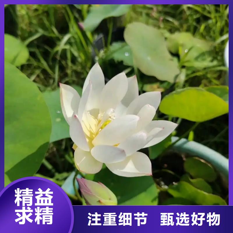 荷花苗盆栽荷花产品优势特点