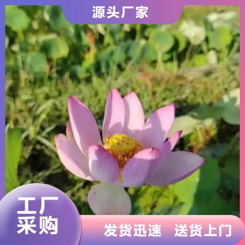 荷花苗莲花甄选好物
