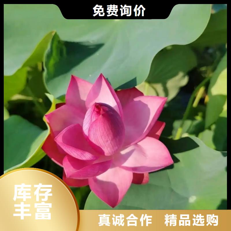 荷花苗荷花盆栽核心技术
