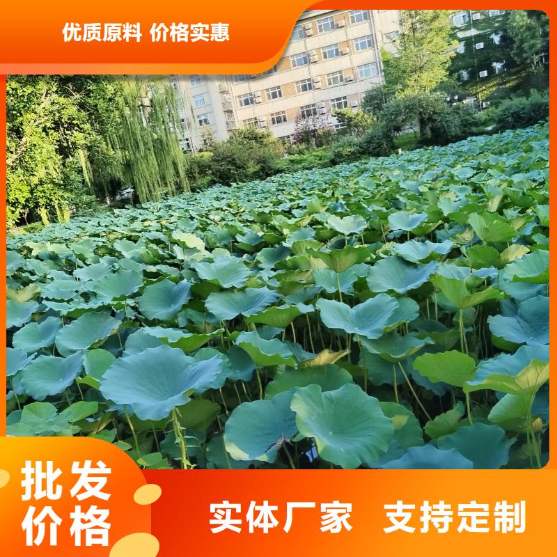 荷花苗挺水植物实力商家供货稳定