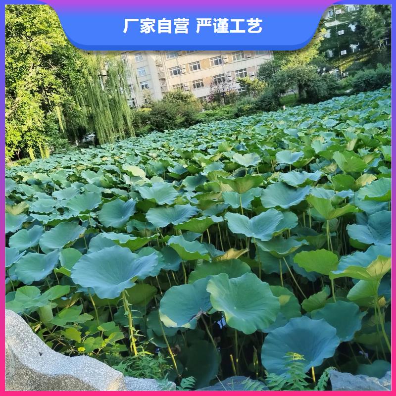 荷花苗耐寒莲花实地大厂