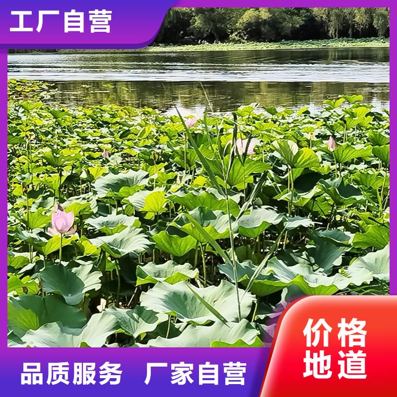 荷花苗_荷花苗保障