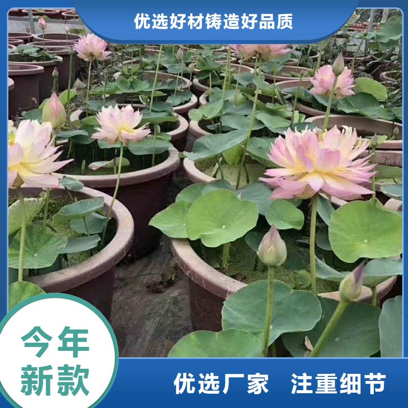 荷花苗水生荷花源头工厂量大优惠