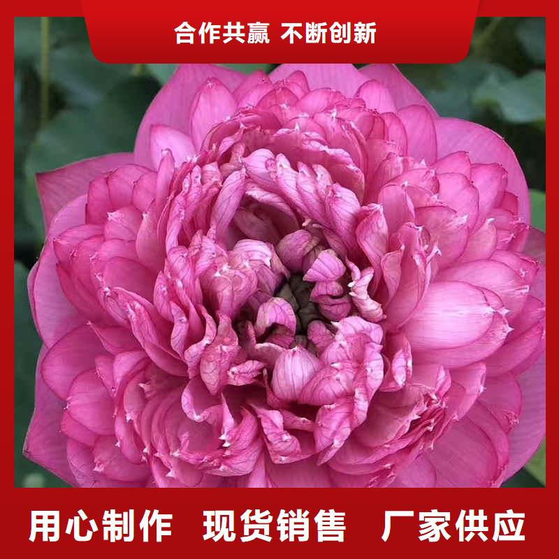 荷花苗,莲花小苗厂家案例