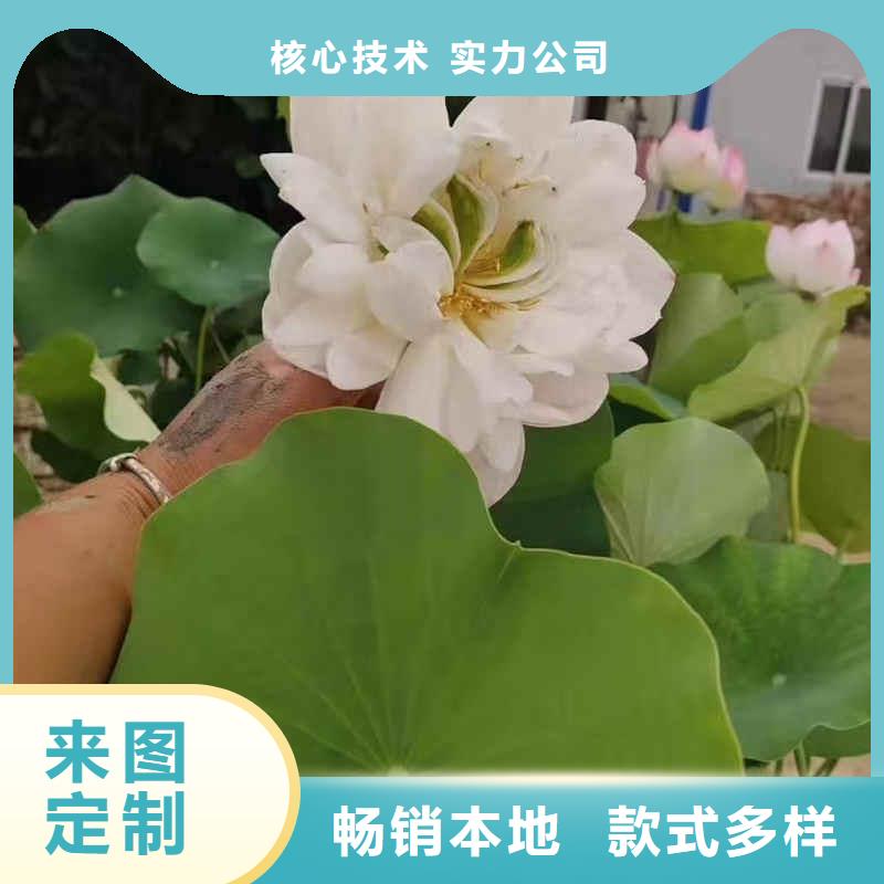 荷花苗重瓣莲花现货齐全售后无忧