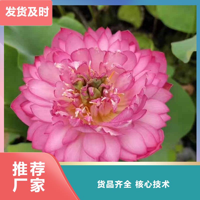 荷花苗观赏荷花工厂批发
