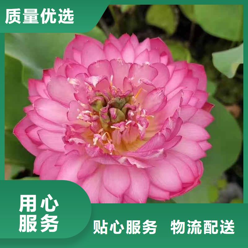 荷花苗荷花种子来图加工定制