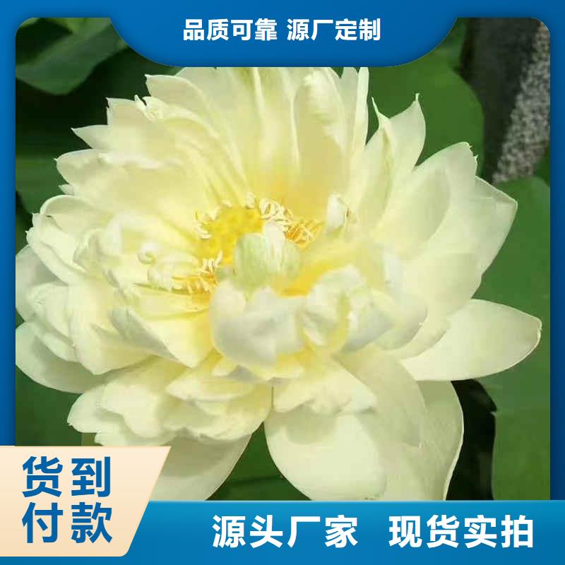 荷花苗荷花盆栽核心技术