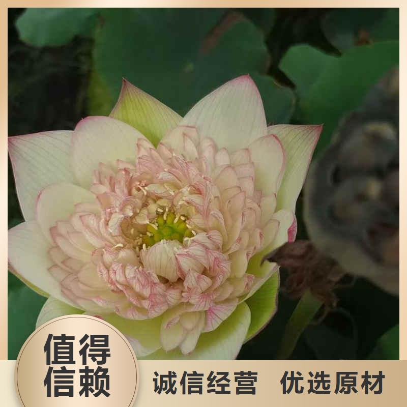 荷花苗荷花种子来图加工定制