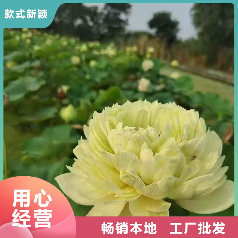 荷花苗,大型荷花多种规格库存充足