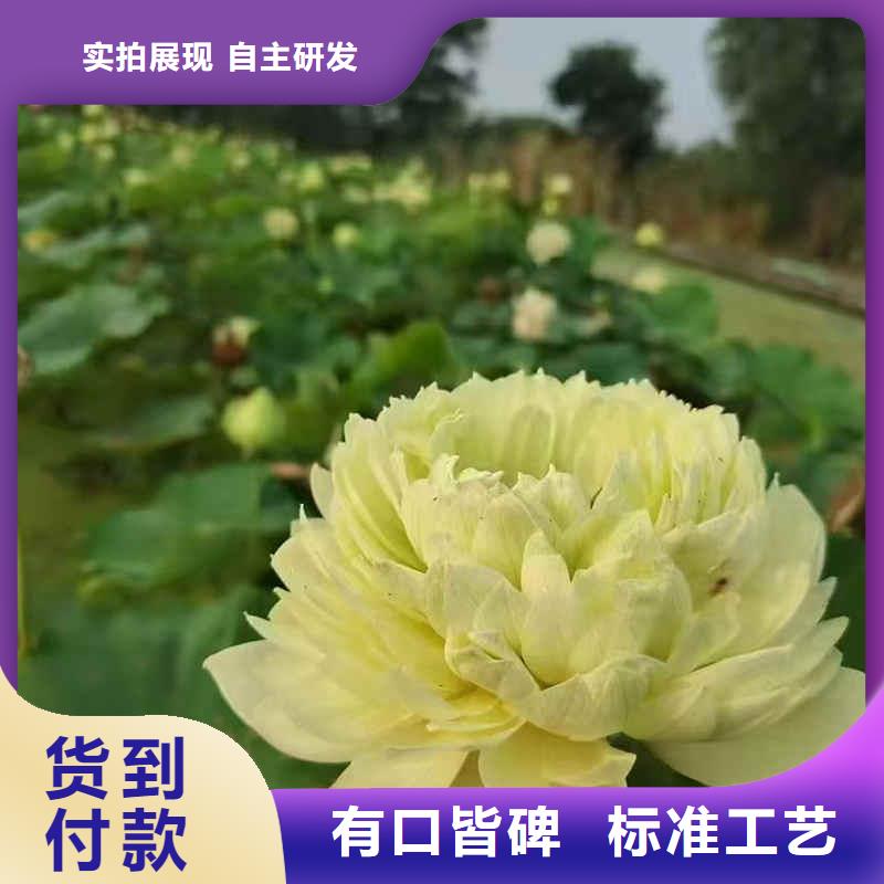 荷花苗挺水植物实力商家供货稳定