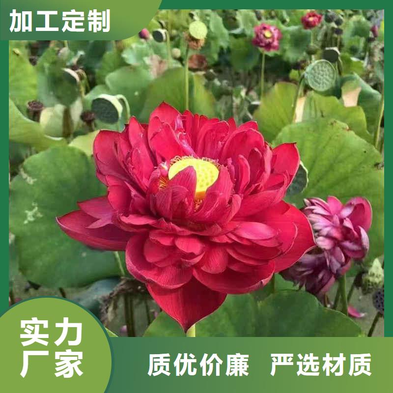 荷花苗荷花盆栽核心技术