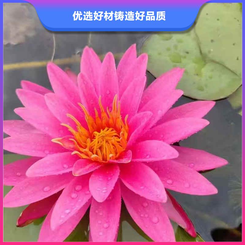 荷花苗耐寒莲花价格低
