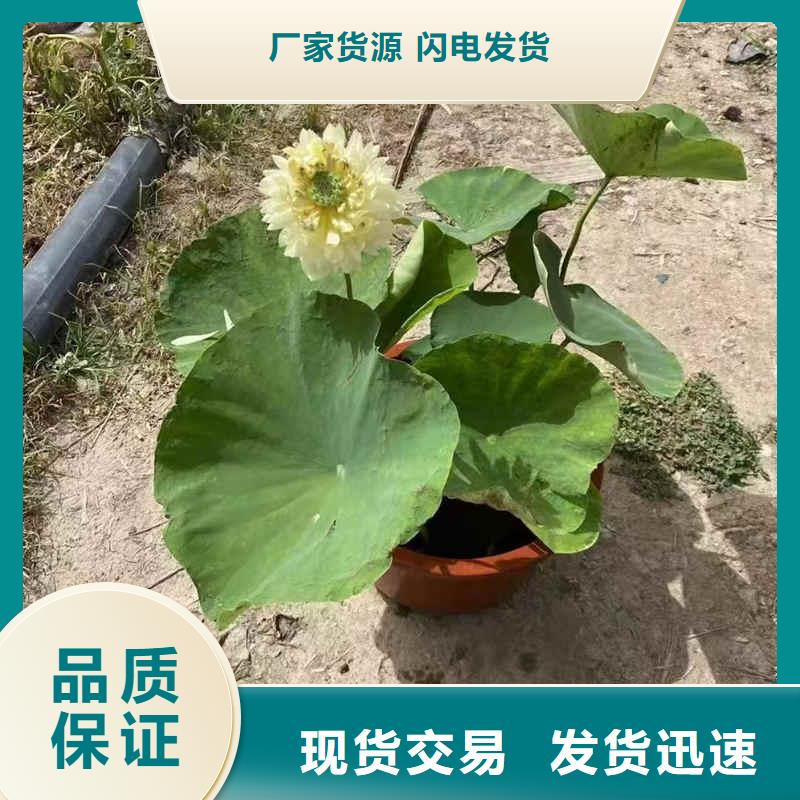 荷花苗挺水植物实力商家供货稳定