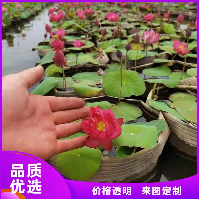 荷花苗耐寒莲花价格低