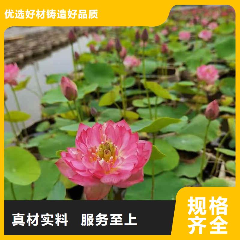 荷花苗,大型荷花多种规格库存充足