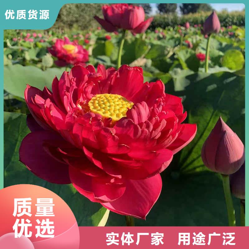 荷花苗重瓣莲花正规厂家
