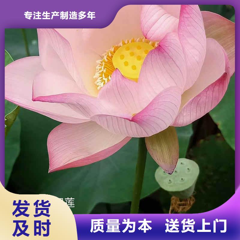 荷花苗荷花种子拒绝中间商