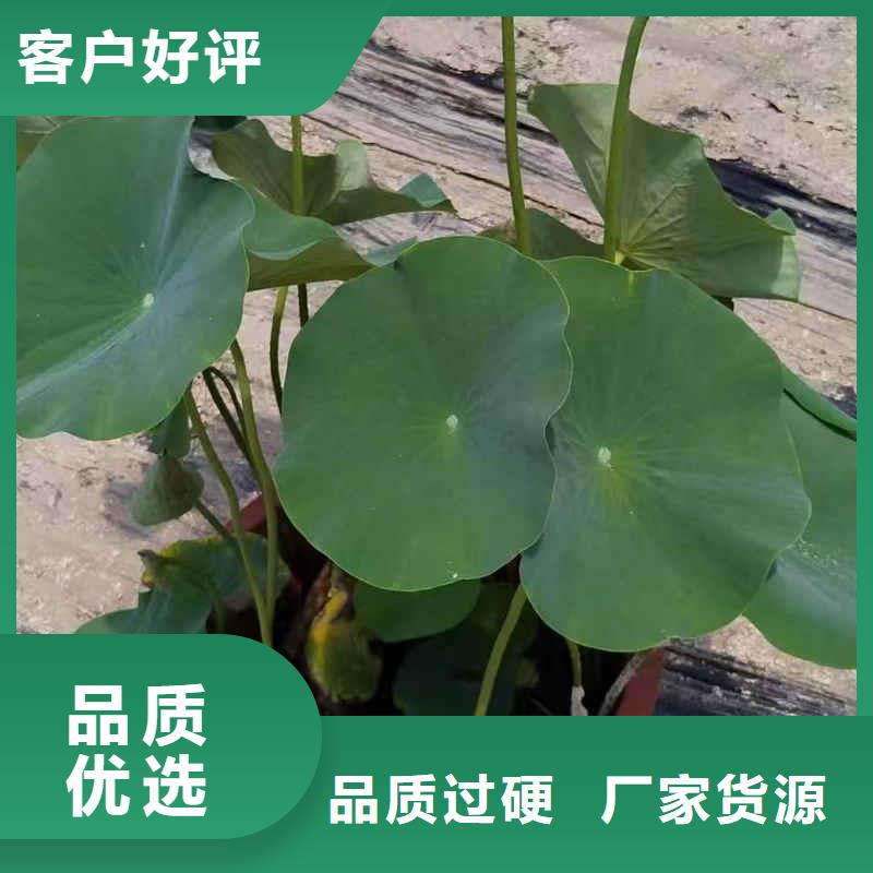 荷花苗荷花种子拒绝中间商
