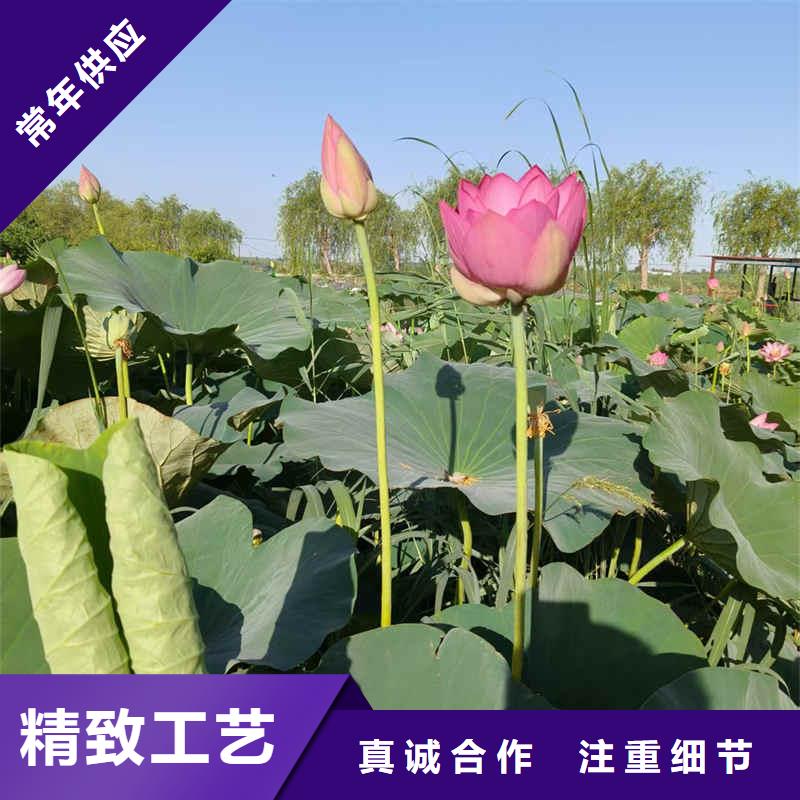 荷花苗挺水植物实力商家供货稳定