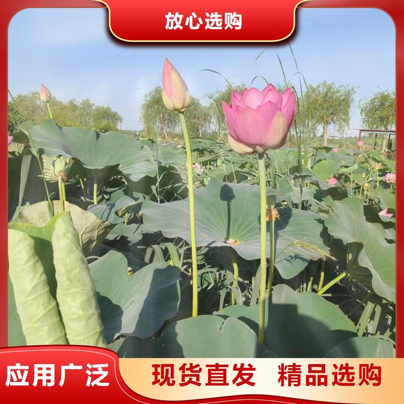 荷花苗观赏荷花随到随提